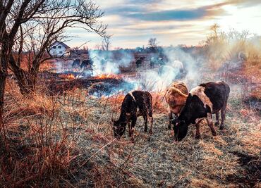 Tragedia animal en Texas; mueren 18 mil vacas en incendio de granja
