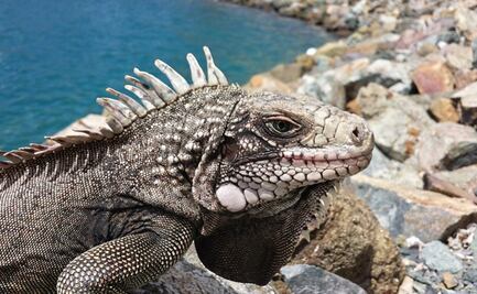 El tiempo de Miami en Navidad: fresco con posible lluvia de... ¡iguanas!