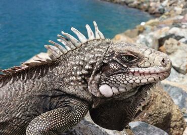 El tiempo de Miami en Navidad: fresco con posible lluvia de... ¡iguanas!