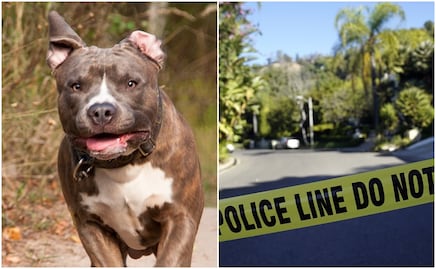 Pitbulls atacan a muerte a mujer dentro de su casa en Carolina del Norte