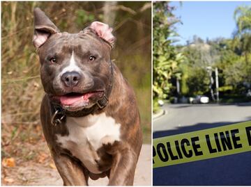 Pitbulls atacan a muerte a mujer dentro de su casa en Carolina del Norte