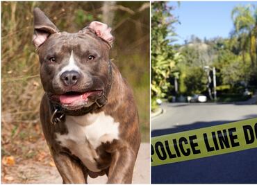 Pitbulls atacan a muerte a mujer dentro de su casa en Carolina del Norte