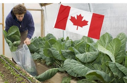 ¿Quieres trabajar como horticultor en Canadá? Pagan $41,000 al mes