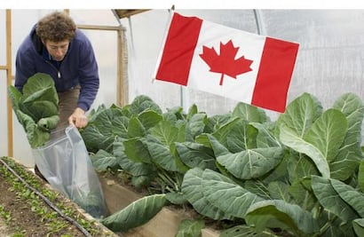 ¿Quieres trabajar como horticultor en Canadá? Pagan $41,000 al mes