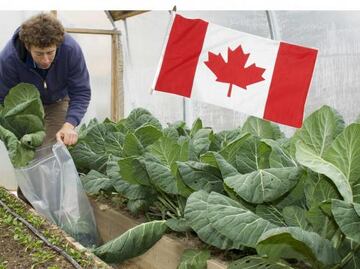 ¿Quieres trabajar como horticultor en Canadá? Pagan $41,000 al mes