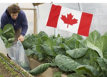 ¿Quieres trabajar como horticultor en Canadá? Pagan $41,000 al mes