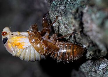 Millones de cigarras Brood X emergen e 'invaden' Estados Unidos
