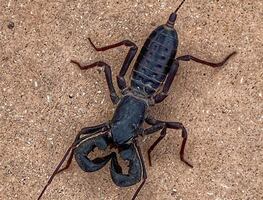 Parque nacional de Texas alerta a visitantes por escorpiones que rocían ácido
