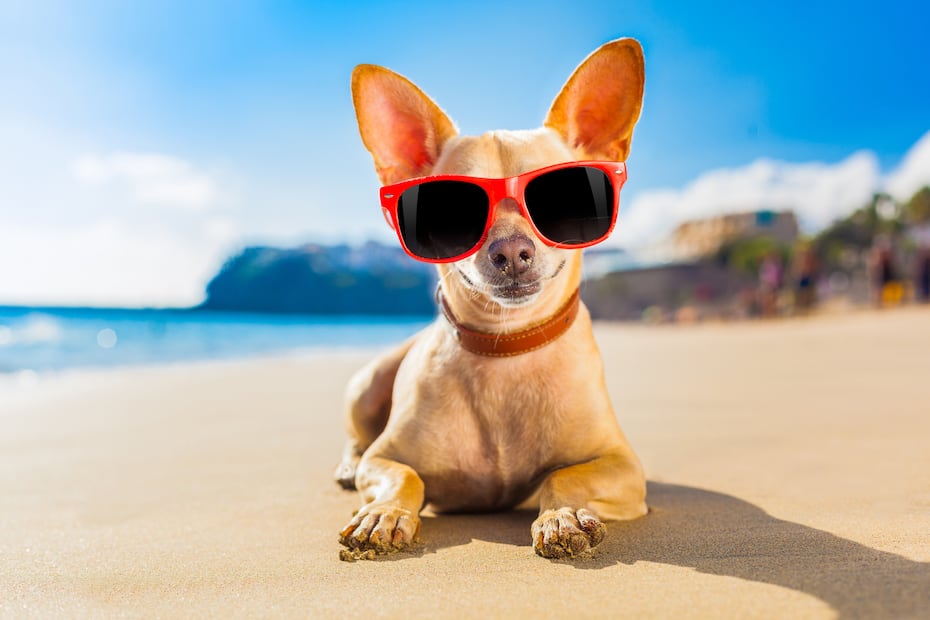 8 razas de perros más saludables y con menos probabilidades de enfermar. Foto: iSTOCK-damedeeso