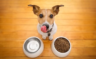 ¡No se las des! Estas son las peores croquetas para perros, según Profeco