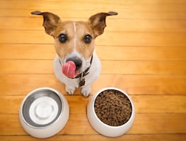 ¡No se las des! Estas son las peores croquetas para perros, según Profeco