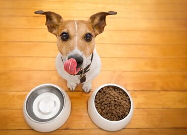¡No se las des! Estas son las peores croquetas para perros, según Profeco