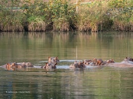 Heredero multimillonario quiere llevarse 80 hipopótamos de Pablo Escobar a la India para salvarlos