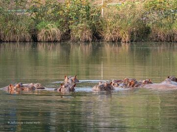 Heredero multimillonario quiere llevarse 80 hipopótamos de Pablo Escobar a la India para salvarlos