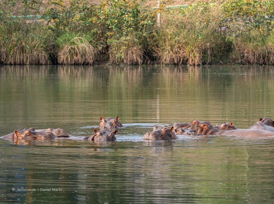 Heredero multimillonario quiere llevarse 80 hipopótamos de Pablo Escobar a la India para salvarlos .EFE/ Vantara