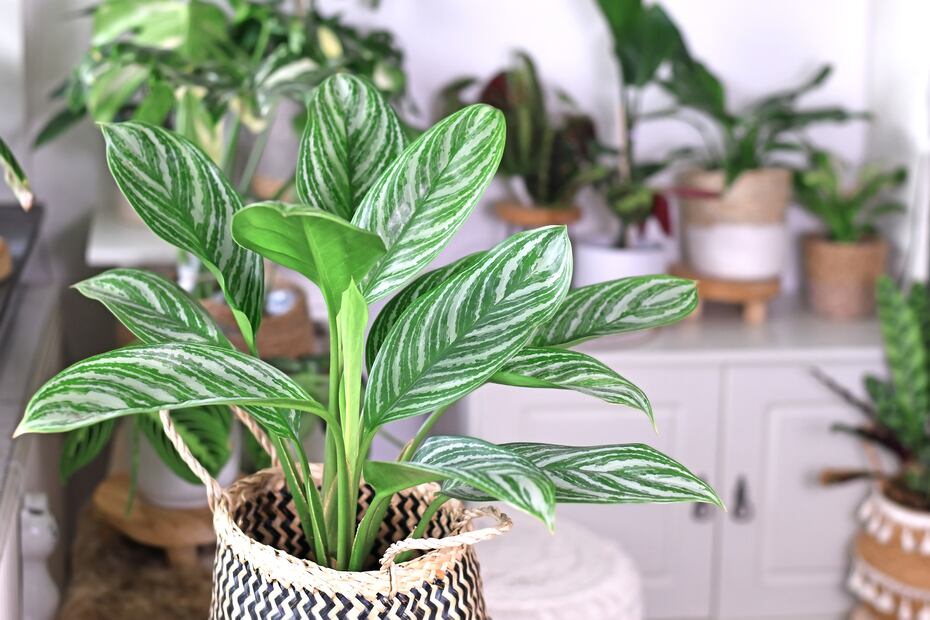 Estas 7 plantas ayudarán a mantener fresca tu casa durante estas olas de calor. Foto: iSTOCK-Firn