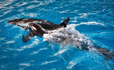 Las ofertas en los parques de SeaWorld por el Black Friday