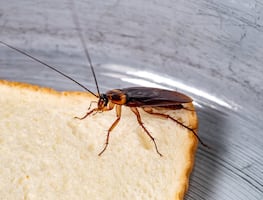 ¿Qué aromas atraen a las ‘super cucarachas’ que resisten a los químicos?