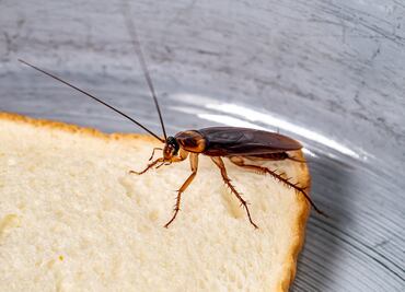 ¿Qué aromas atraen a las ‘super cucarachas’ que resisten a los químicos?