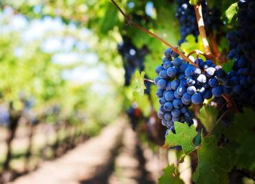 Las 12 increíbles regiones vinícolas de California que no te puedes perder