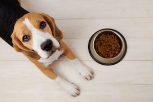 FDA alerta de alimentos para perros con riesgo de salmonella y listeria. ¿Cuáles son?