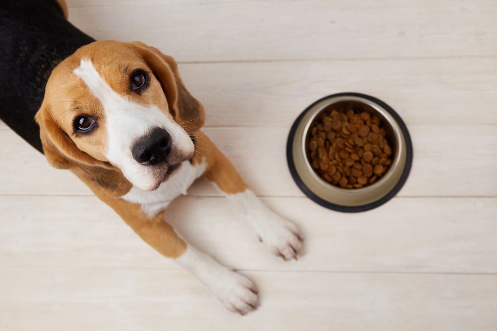 FDA alerta de alimentos para perros con riesgo de salmonella y listeria. ¿Cuáles son? Foto iStock / Viktoriya Telminova