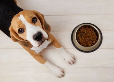 FDA alerta de alimentos para perros con riesgo de salmonella y listeria. ¿Cuáles son?