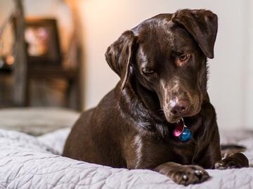 Hotel de Denver ofrecerá fiesta por el Día Nacional del Perro