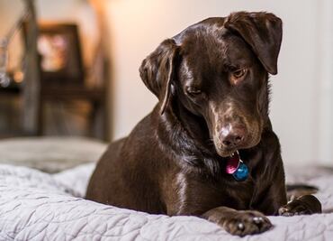 Hotel de Denver ofrecerá fiesta por el Día Nacional del Perro