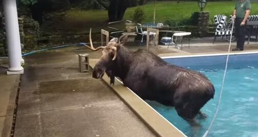 Video. Alce queda atrapado dentro de alberca en New Hampshire
