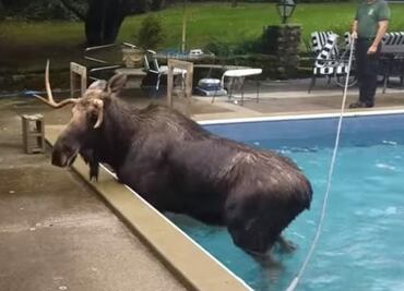 Video. Alce queda atrapado dentro de alberca en New Hampshire