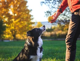Los perros entienden palabras aunque no las pronuncien sus dueños, revela estudio