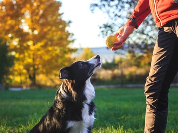 Los perros entienden palabras aunque no las pronuncien sus dueños, revela estudio