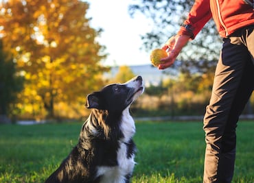 Los perros entienden palabras aunque no las pronuncien sus dueños, revela estudio