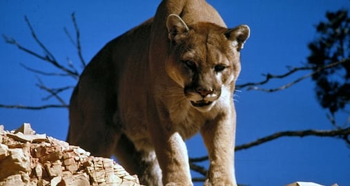 California creará puente para que animales puedan cruzar la Autopista 101