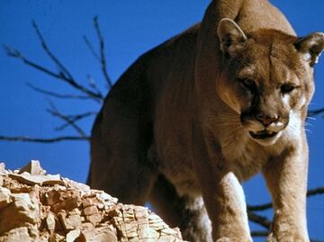 California creará puente para que animales puedan cruzar la Autopista 101