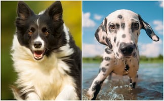 ¿Necesitas ejercicio? Estas 7 razas de perros son ideales para mantenerte en forma