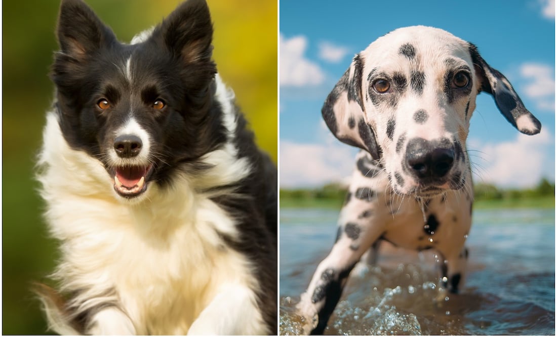 ¿Necesitas ejercicio? Estas 8 razas de perros son ideales para mantenerte en forma. Foto: iSTOCK- rotten-Bigandt_Photography