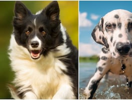 ¿Necesitas ejercicio? Estas 7 razas de perros son ideales para mantenerte en forma