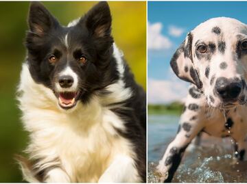 ¿Necesitas ejercicio? Estas 7 razas de perros son ideales para mantenerte en forma