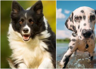¿Necesitas ejercicio? Estas 7 razas de perros son ideales para mantenerte en forma