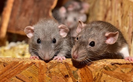 Detectan primer caso de la enfermedad de hantavirus en Michigan