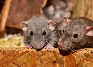 Detectan primer caso de la enfermedad de hantavirus en Michigan