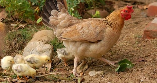 CDC piden a estadounidenses que dejen de besar ¿a sus gallinas? 