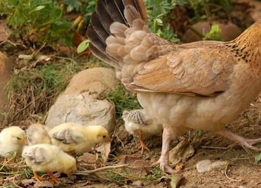 CDC piden a estadounidenses que dejen de besar ¿a sus gallinas?