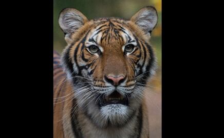 Tigresa de zoológico en Nueva York da positivo a Covid-19