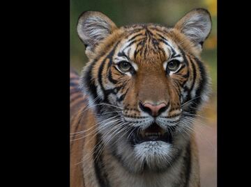 Tigresa de zoológico en Nueva York da positivo a Covid-19