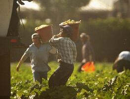 EU multa a agencia de California por retener pagos de campesinos con visa