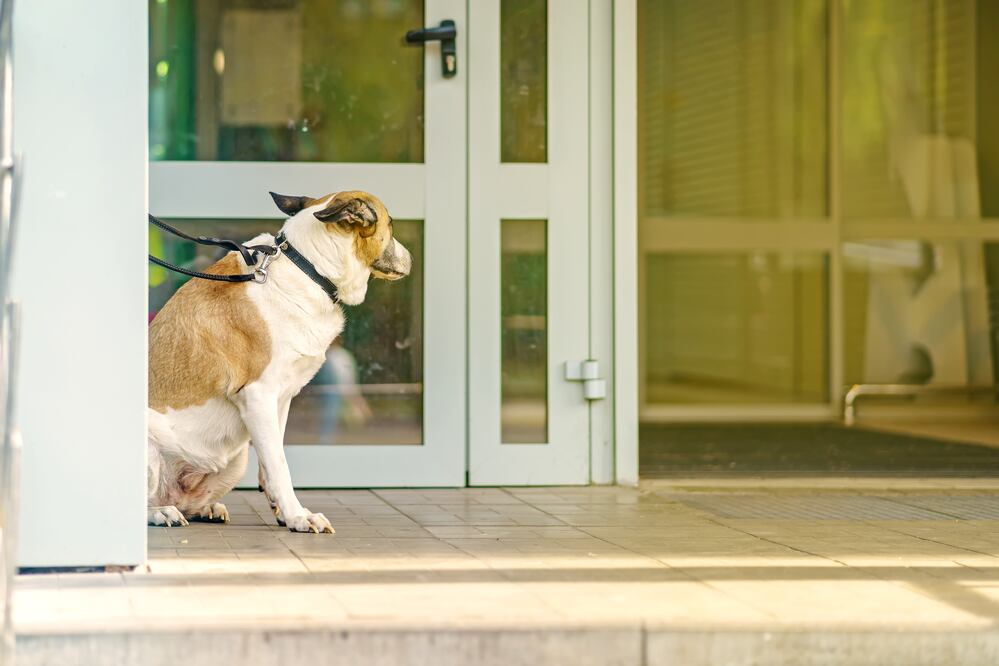 Arrestan a hombre que dejó a su perro atado a valla antes de llegada de huracán Milton a Florida. Foto: iStock / Tatiana Stepanishcheva