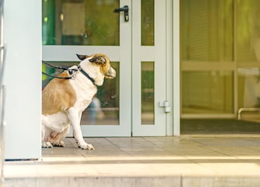 Arrestan a hombre que dejó a su perro atado a valla antes de llegada de huracán Milton a Florida